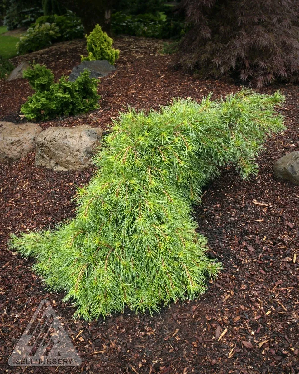 Niagara Falls Eastern White Pine