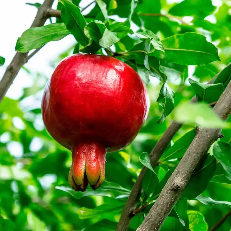 Nikitski Ranni Pomegranate Tree – Cold Hardy Pomegranate