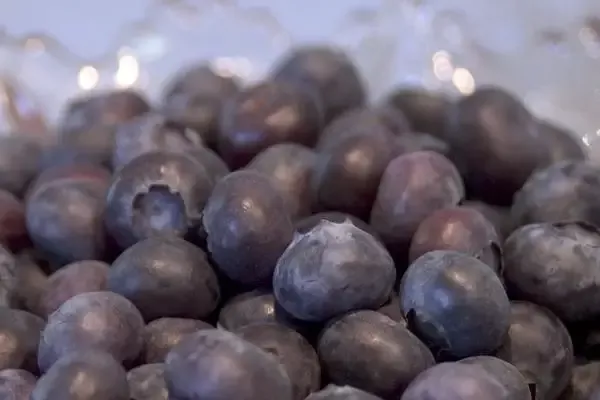 Northblue Blueberry – 8 Cell