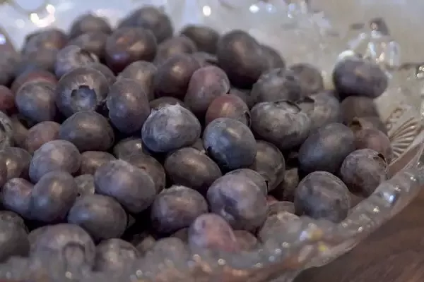 Northcountry Blueberry – 8 Cell