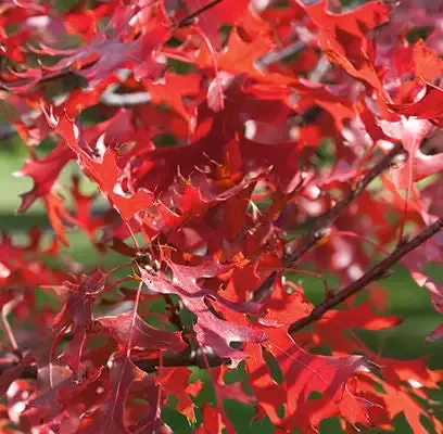 Northern Pin Oak