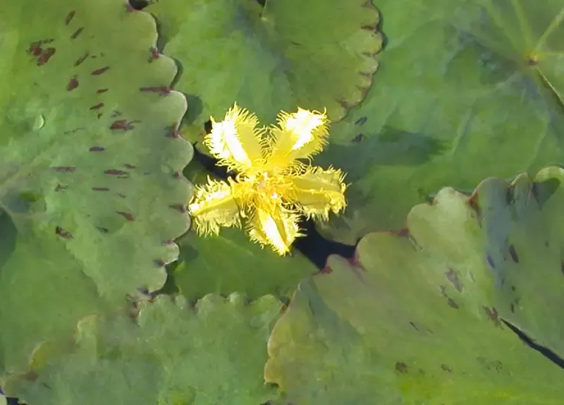 Nymphoides crenata“Ruffled Snowflake”