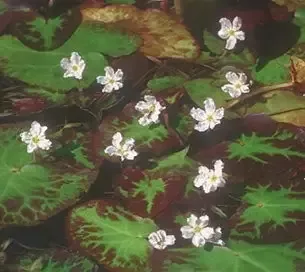 Nymphoides cristata “Variegated Water Snowflake”