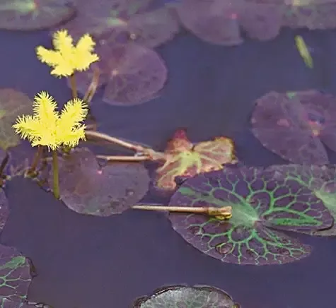 Nymphoides geminata “Yellow Snowflake”