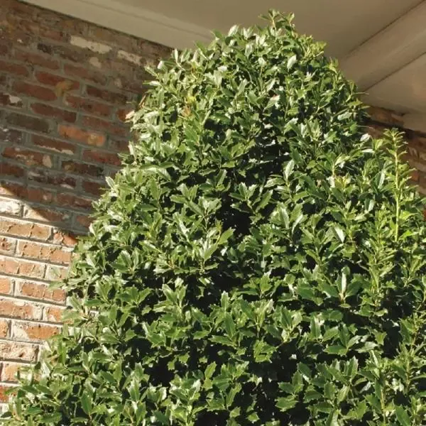 Oakland Holly
