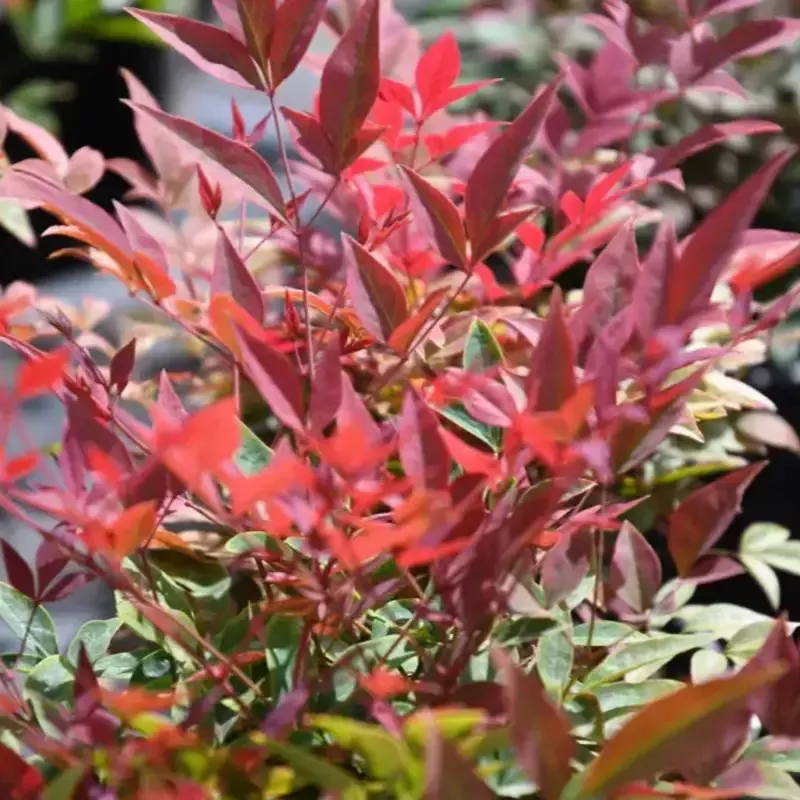 Obsession Nandina domestica ‘Seika’