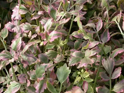 Oenanthe javanica “Flamingo” (Variegated Water Celery)