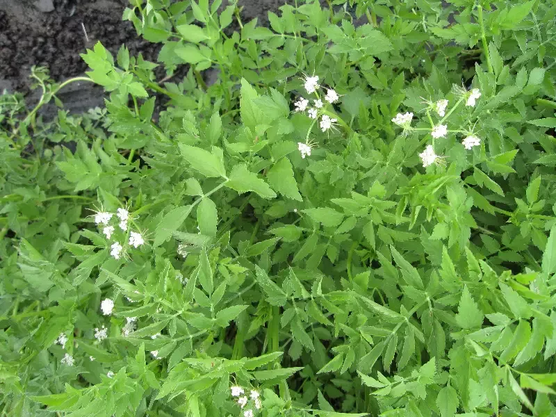 Oenanthe ssp. “Dwarf Water Celery”