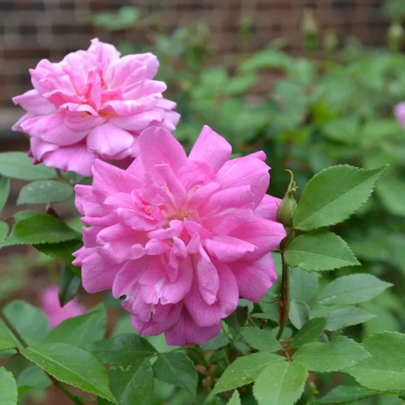 ‘Old Blush’ China Rose (Rosa chinensis cv.)