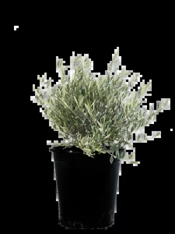 Olea europea ‘Little Ollie’ – Dwarf Olive