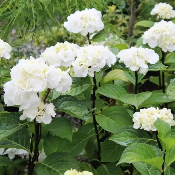 Onyx Zebra Hydrangea