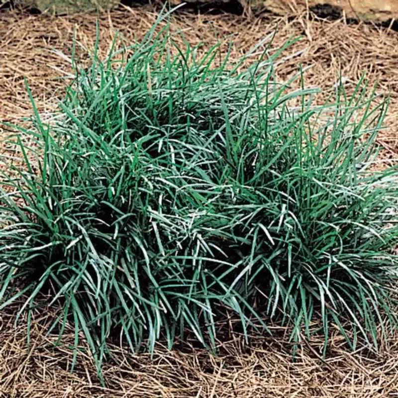 Ophiopogon Japonicus Mondo Grass – [CG]