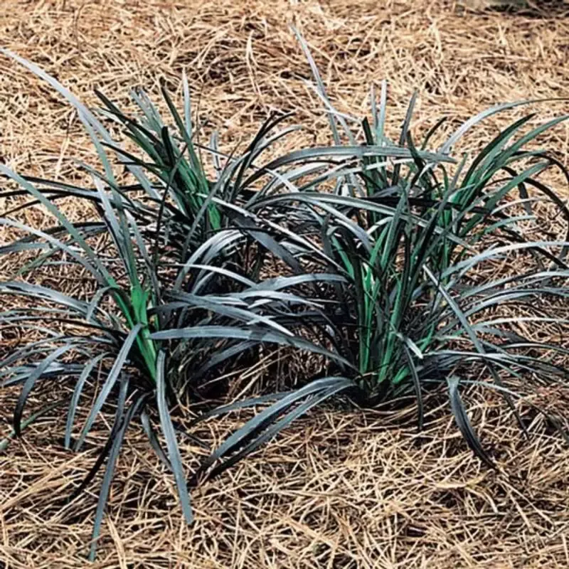 Ophiopogon Planiscapus ‘Arabicus’ Black Mondo Grass – [CG]