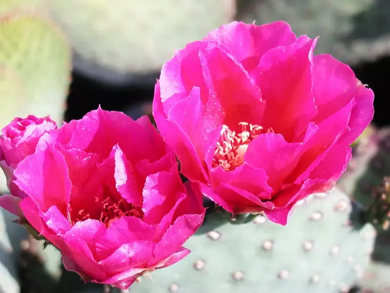 Opuntia basilaris – Beavertail Prickly Pear Cactus