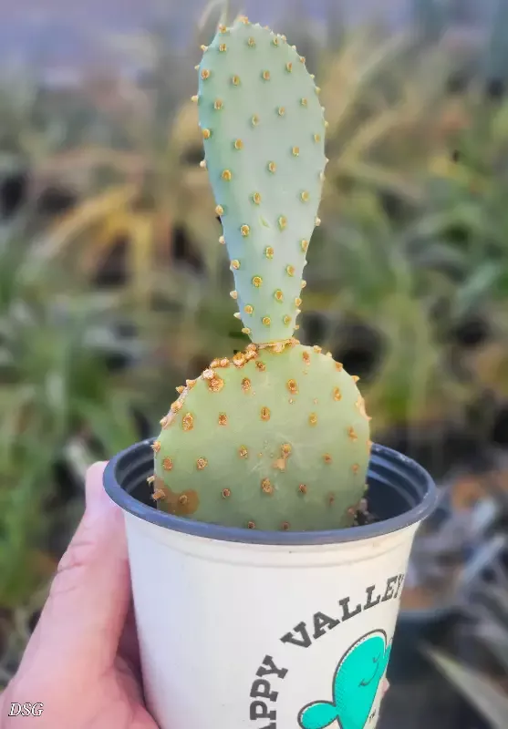 Opuntia basilaris v. longiareolata – Marble Canyon Prickly Pear
