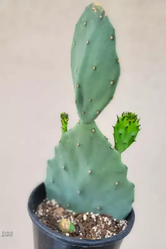 Opuntia gomei – ‘Old Mexico’ prickly pear