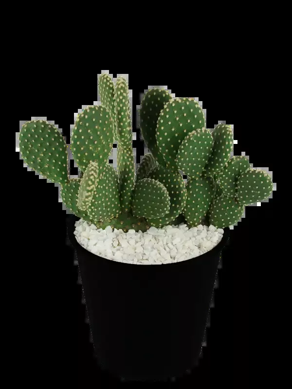 Opuntia microdasys v. albispina – White bunny ears