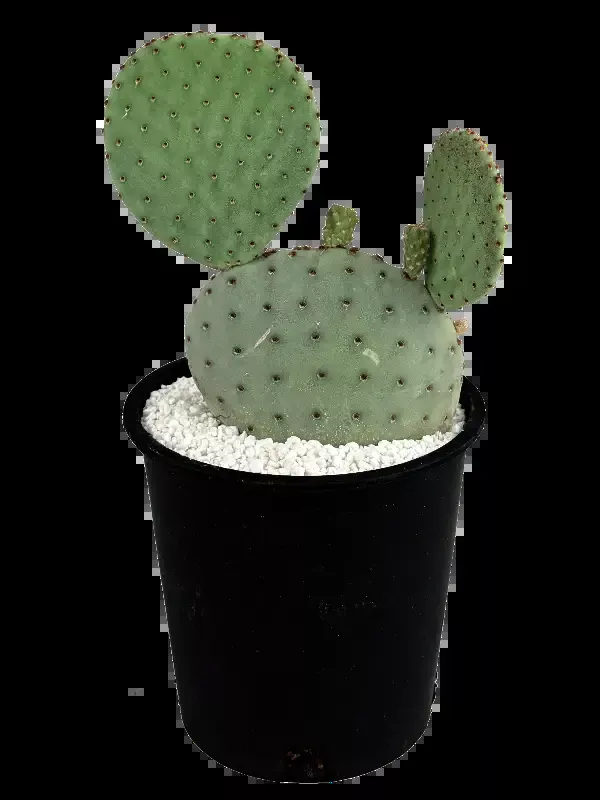 Opuntia rufida – Big Bend Beavertail