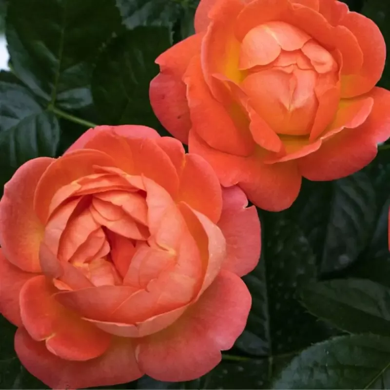 Orange GlowKnock Out Rose