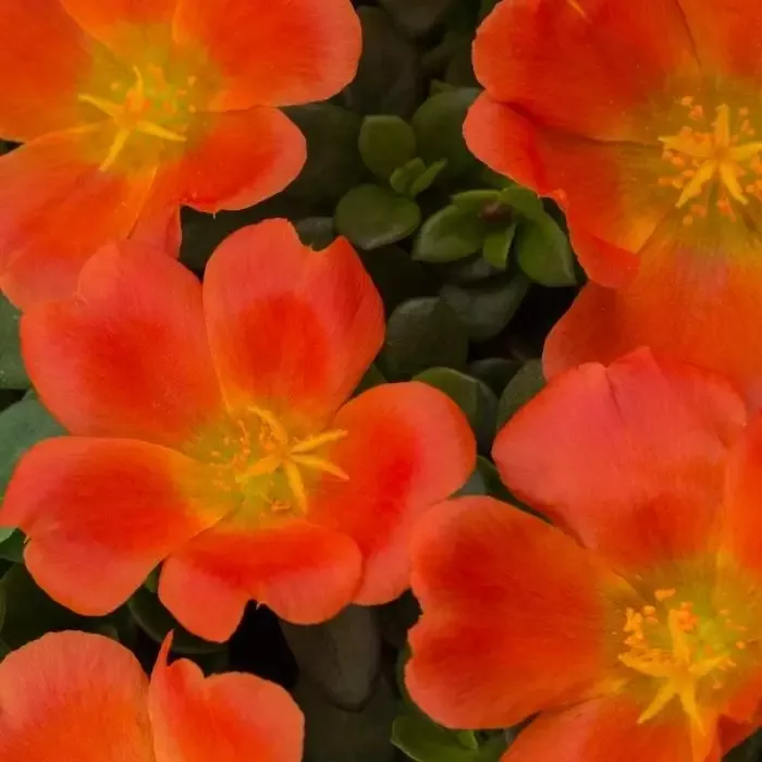 Orange Portulaca