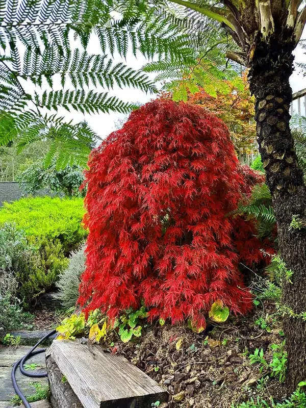 Orangeola’ Japanese Maple Trees
