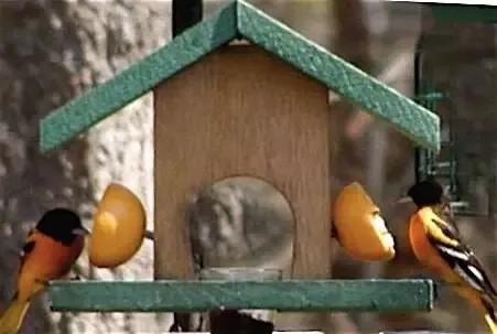 Oriole Feeder Cedar- Fruit & Jelly