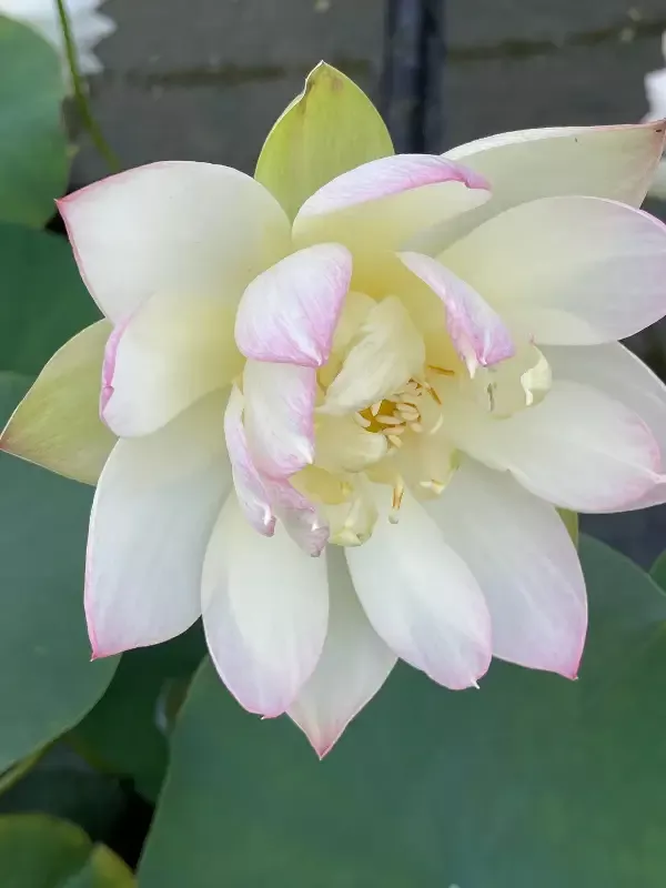 Oriole Out Of Water – Lotus