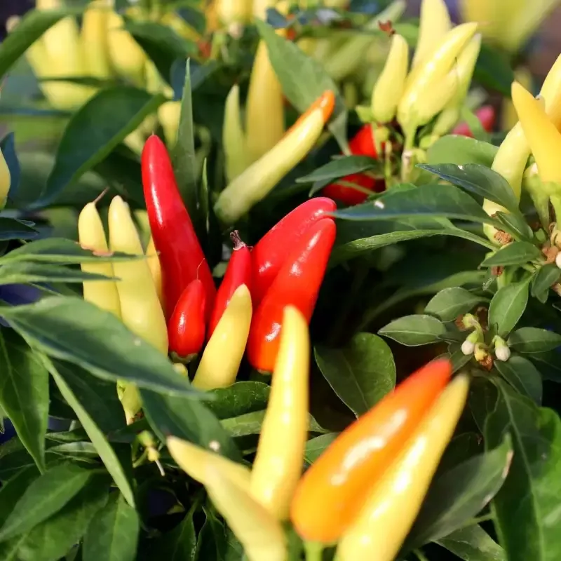 Ornamental Pepper Chilly Chili