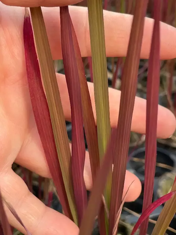 Oryza Sativa “Black Madras Grass”