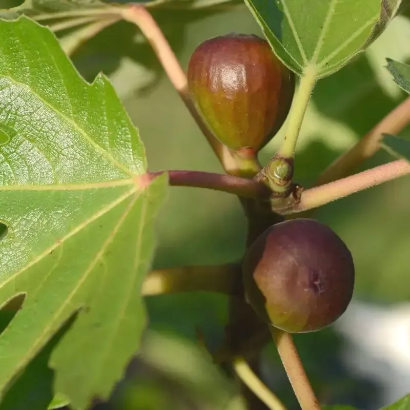 Osborne Prolific Fig Tree