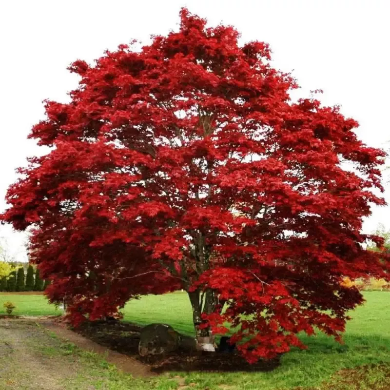Oshio Beni Japanese Maple
