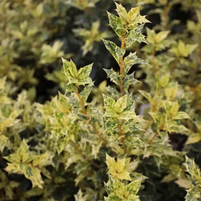 Osmanthus Goshiki