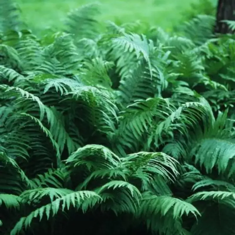 Osmunda Cinnamomea ‘Cinnamon Fern’ – [CG]