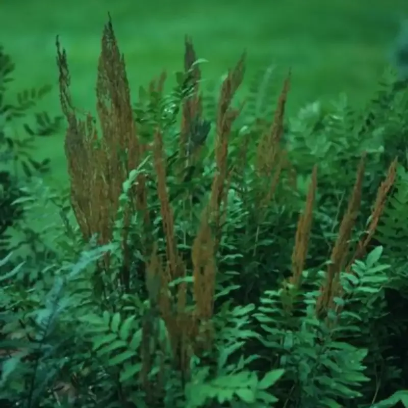 Osmunda Regalis Royal Fern – [CG]