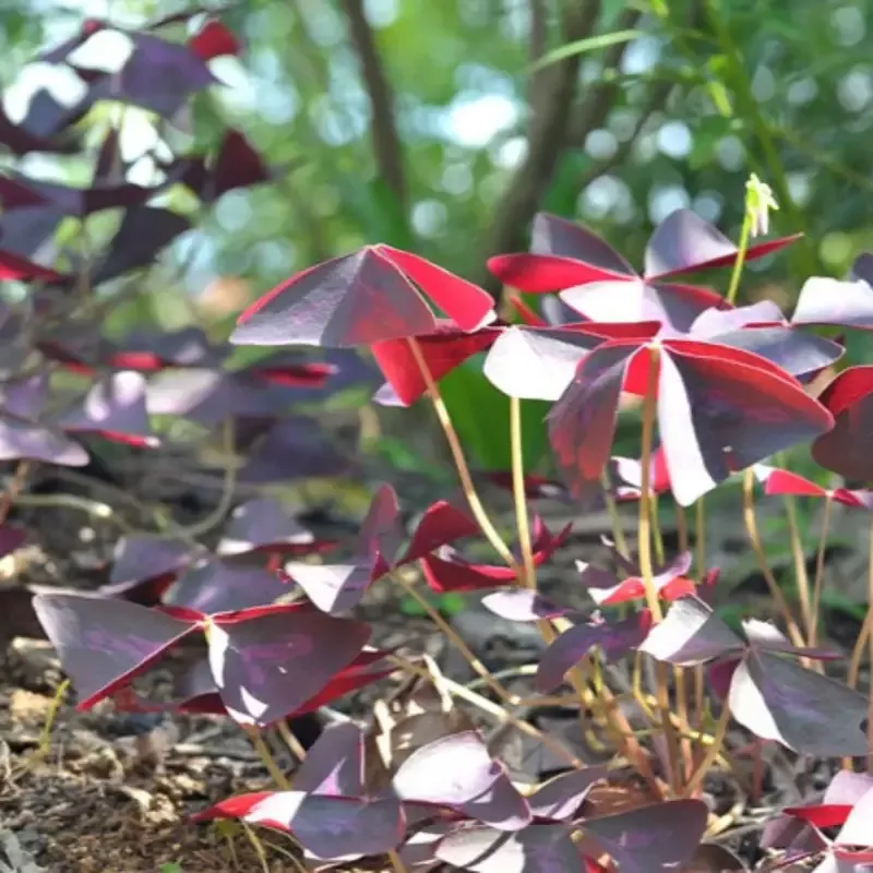 Oxalis Regnelli ‘Atropurpurea’ Clumping