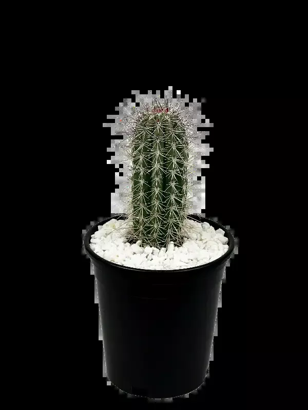 Pachycereus pringlei – Cardon