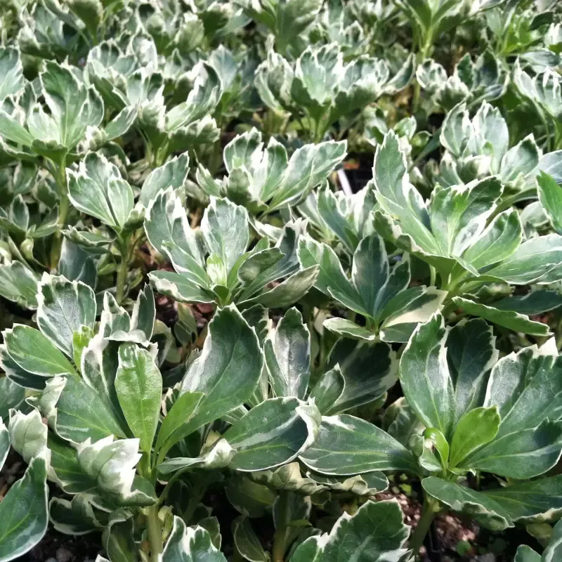 Pachysandra Terminalis ‘c’ Silver Edge Pachysandra – [CG]
