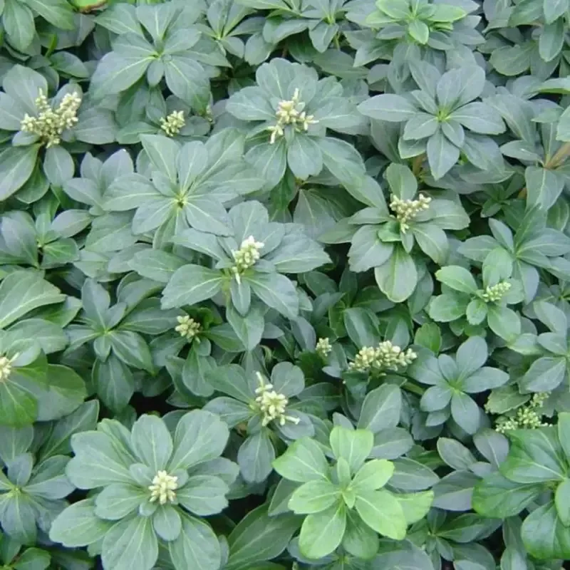 Pachysandra Terminalis Japanese Spurge- [CG]