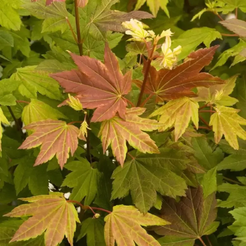 Pacific Fire Japanese Maple