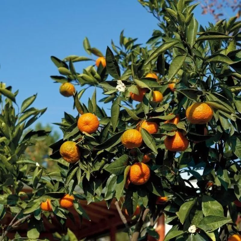 Page Mandarin Tree