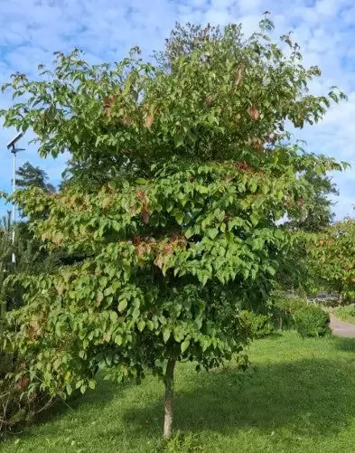 Pagoda dogwood, Cornus alternifolia