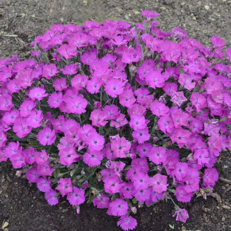 ‘Paint the Town Fuchsia’ Dianthus | Proven Winners