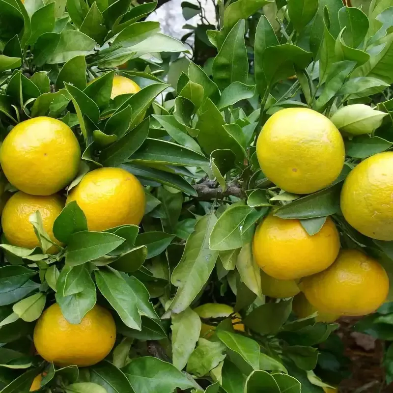 Palestine Sweet Lime Tree