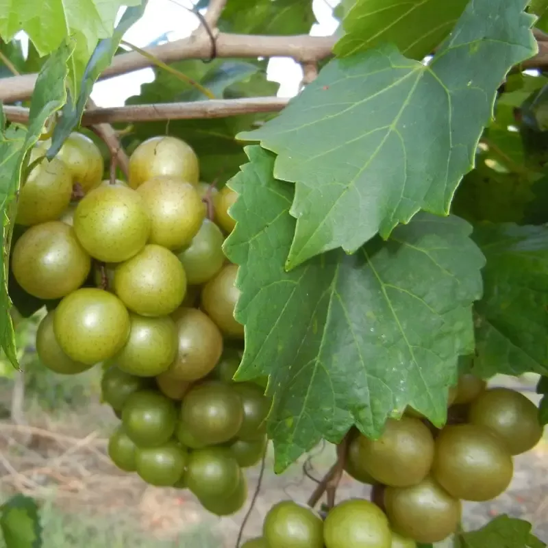Pam Muscadine