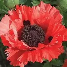 Papaver ‘Brilliant Red’ Oriental Poppy