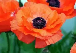 Papaver ‘Central Park’ Oriental Poppy