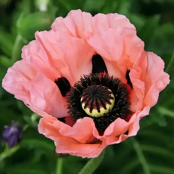 Papaver ‘Oreintalis Fruit Punch’ Iceland Poppy
