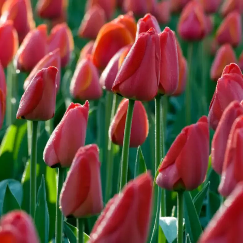 ‘Parade’ Tulip
