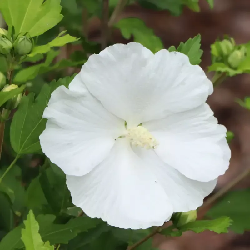 Paraplu™ Pure White Rose of Sharon (Hibiscus)