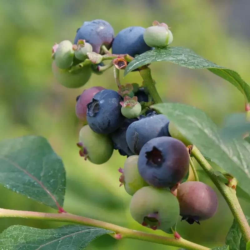 ‘Patriot’ Blueberry